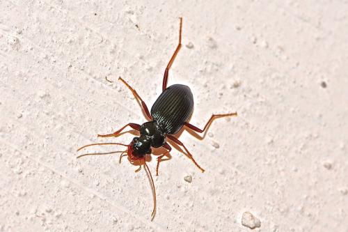 Réf. 181 707 : Leistus sp.